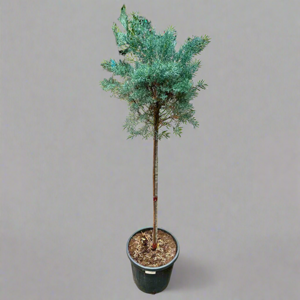 Pinus nigra 'Brepo' (Dwarf Austrian Pine) CLT 55 – Naz Plant & Flowers
