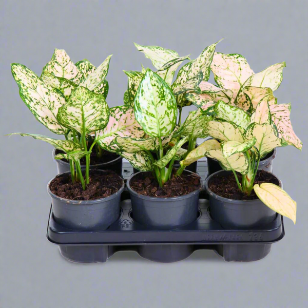 Aglaonema 'Etta Rose' (Etta Rose Chinese Evergreen) – Naz Plant & Flowers