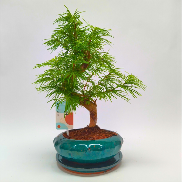 Pseudolarix Variegated (S-Shape Bonsai) – Naz Plant & Flowers