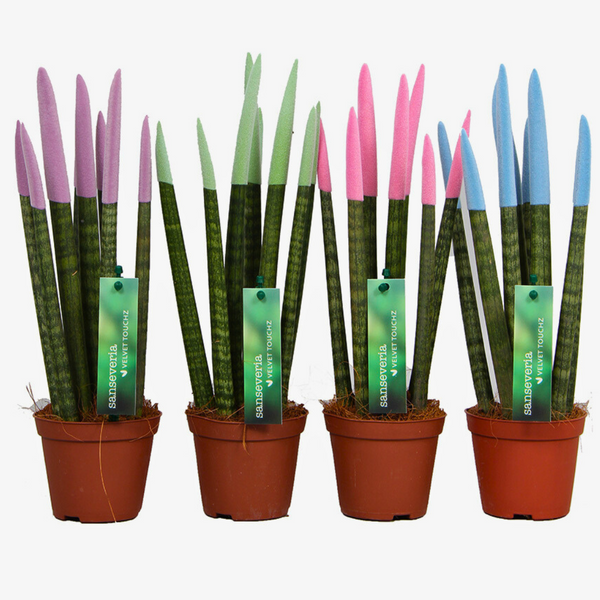 Sansevieria Velvet TouchZ – Naz Plant & Flowers