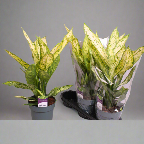 dieffenbachia maculata vesuvius Dieffenbachia Vesuvius (19Ø 55cm) – Naz Plant & Flowers