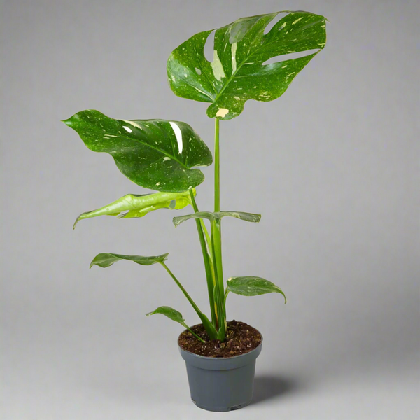 fish tank aquarium plants Betta Fish Plant Bundle, 5 Low Light Live Plants main image 1