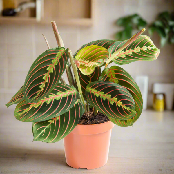 25-35cm maranta fascinator prayer plant 12cm pot house plant Maranta Fascinator (Prayer Plant): (12Ø 30cm) – Naz Plant & Flowers