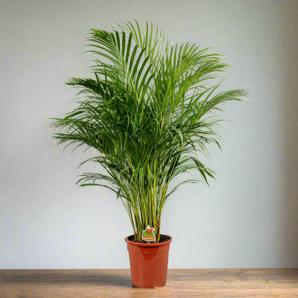 areca palme Dypsis lutescens – Naz Plant & Flowers
