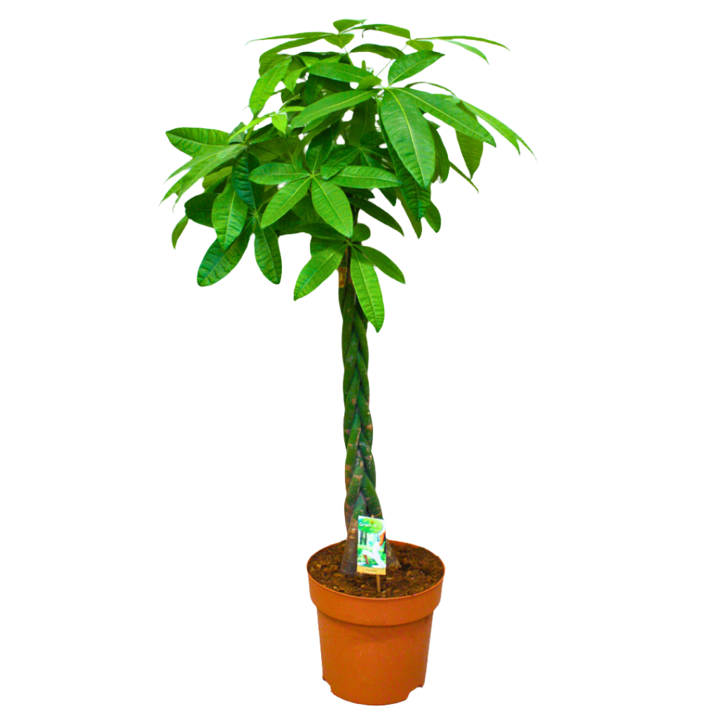 money tree white center Money Tree (Pachira Aquatica) (27Ø 130cm) – Naz Plant & Flowers