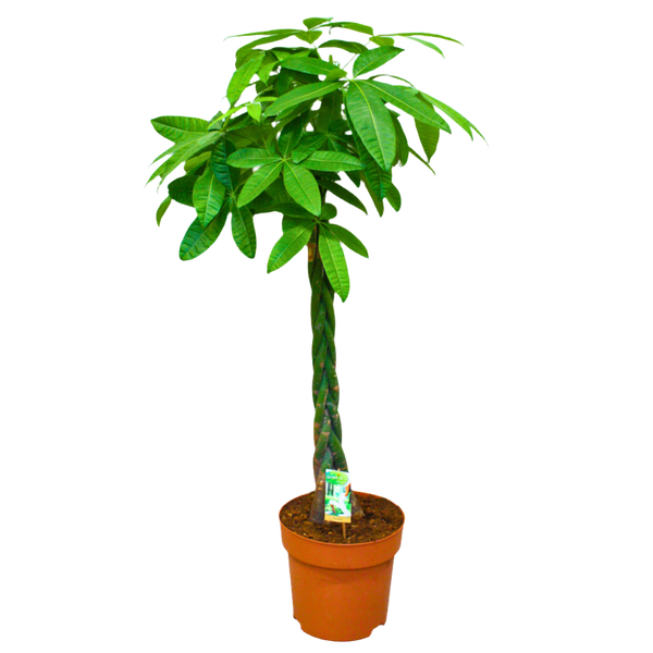 Money Tree (Pachira Aquatica) (27Ø 130cm) – Naz Plant & Flowers