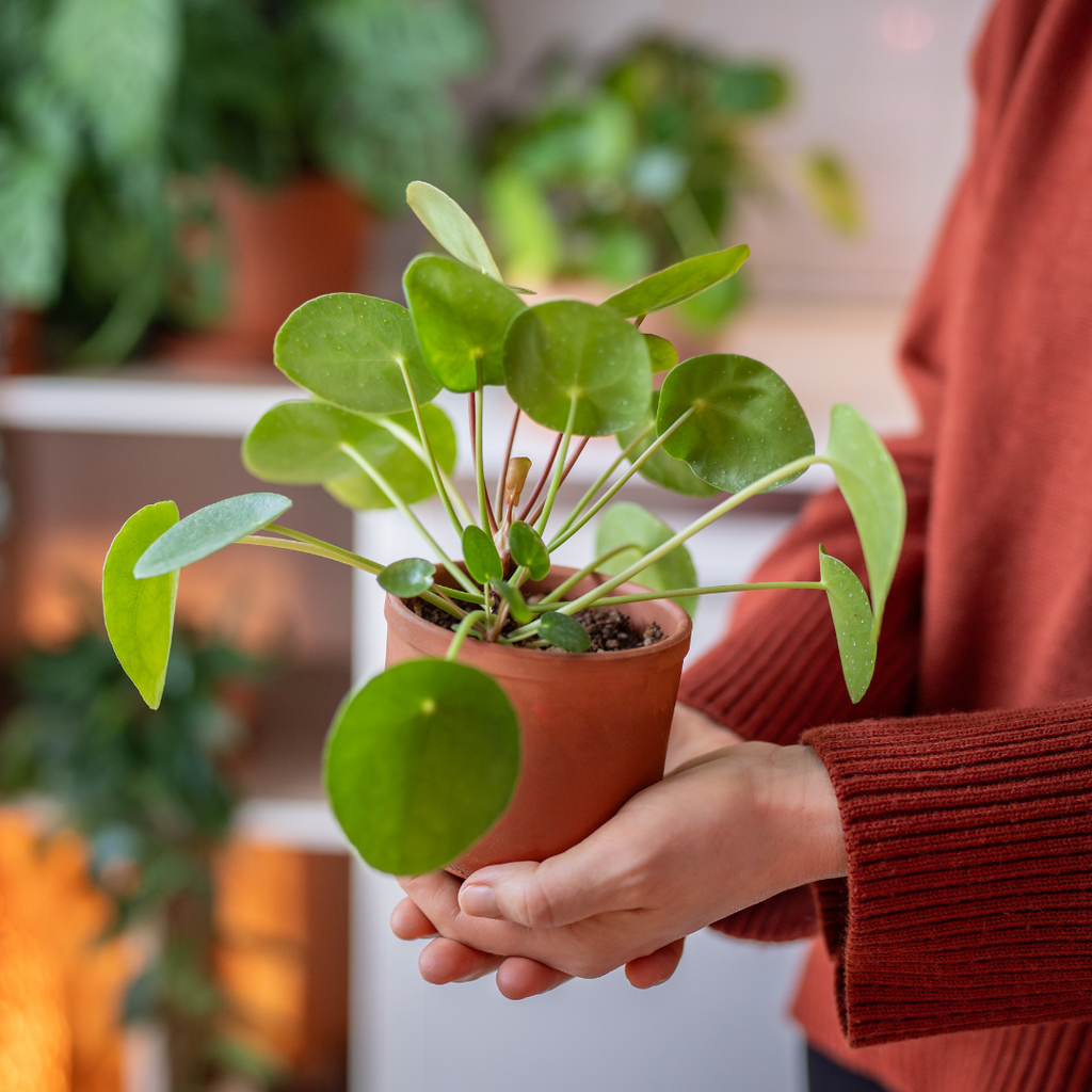 Chinese Money Plant (8Ø 17cm) – Naz Plant & Flowers