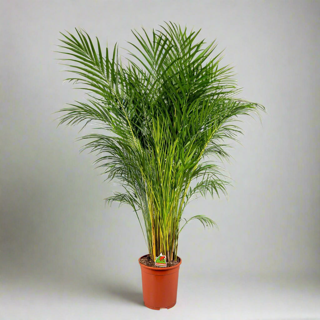 areca palm delivery uk Dypsis lutescens – Naz Plant & Flowers