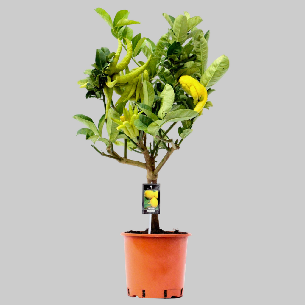 Potted lemon tree with green leaves and a few yellow fruits on a white background