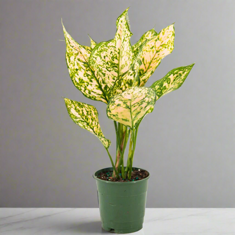 Potted plant with green and White leaves on a gray background