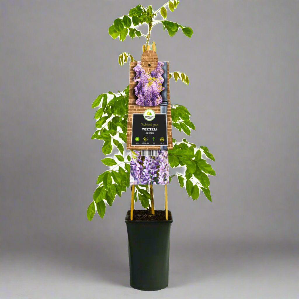 Potted plant with a wooden stake and purple flowers on a white background