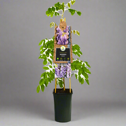 Potted plant with a wooden stake and purple flowers on a white background