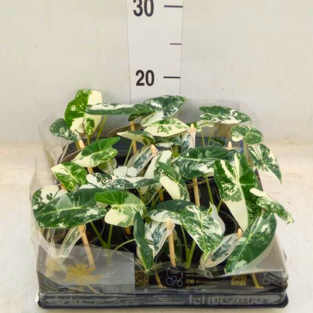 Potted plants with green and white leaves in a clear plastic container, with a ruler showing measurements.
