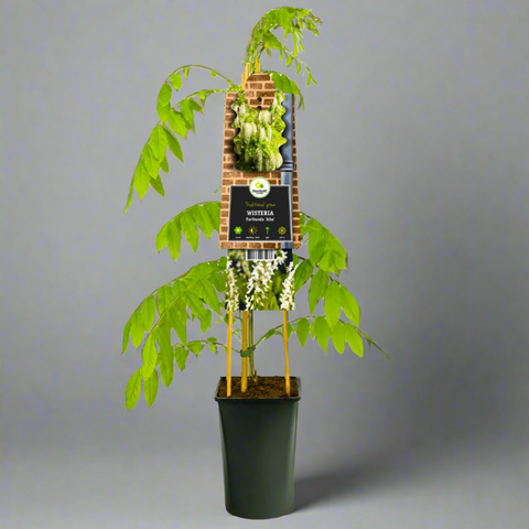 Potted plant with a decorative wooden stand on a gray background