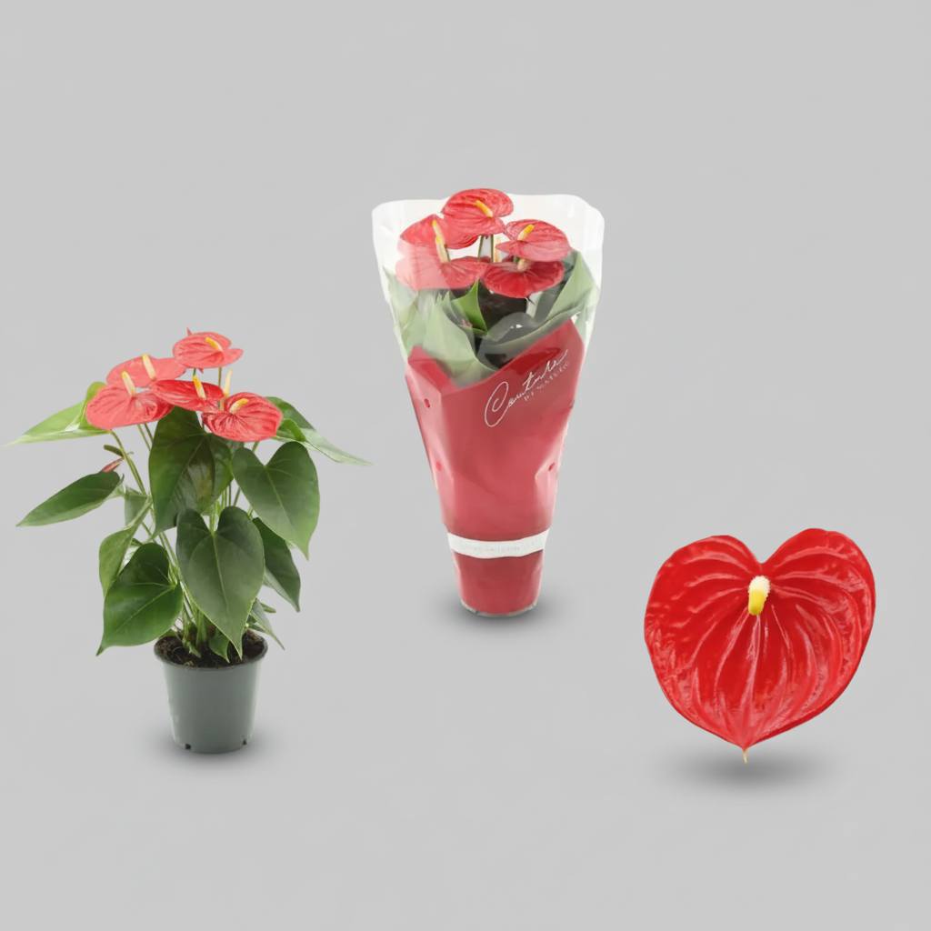 Potted Anthurium plant, bouquet of Anthurium flowers, and a single red Anthurium leaf on a gray background.