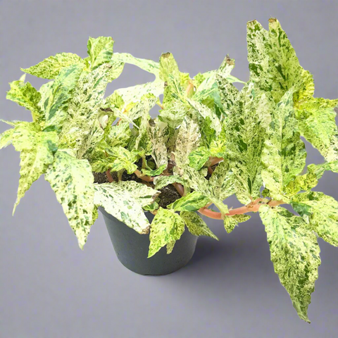Potted plant with variegated green leaves on a gray background