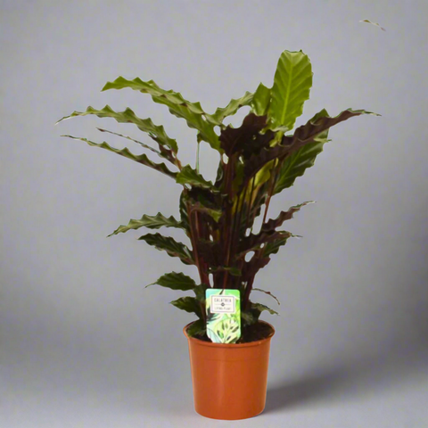 Potted plant with a visible label on a white background