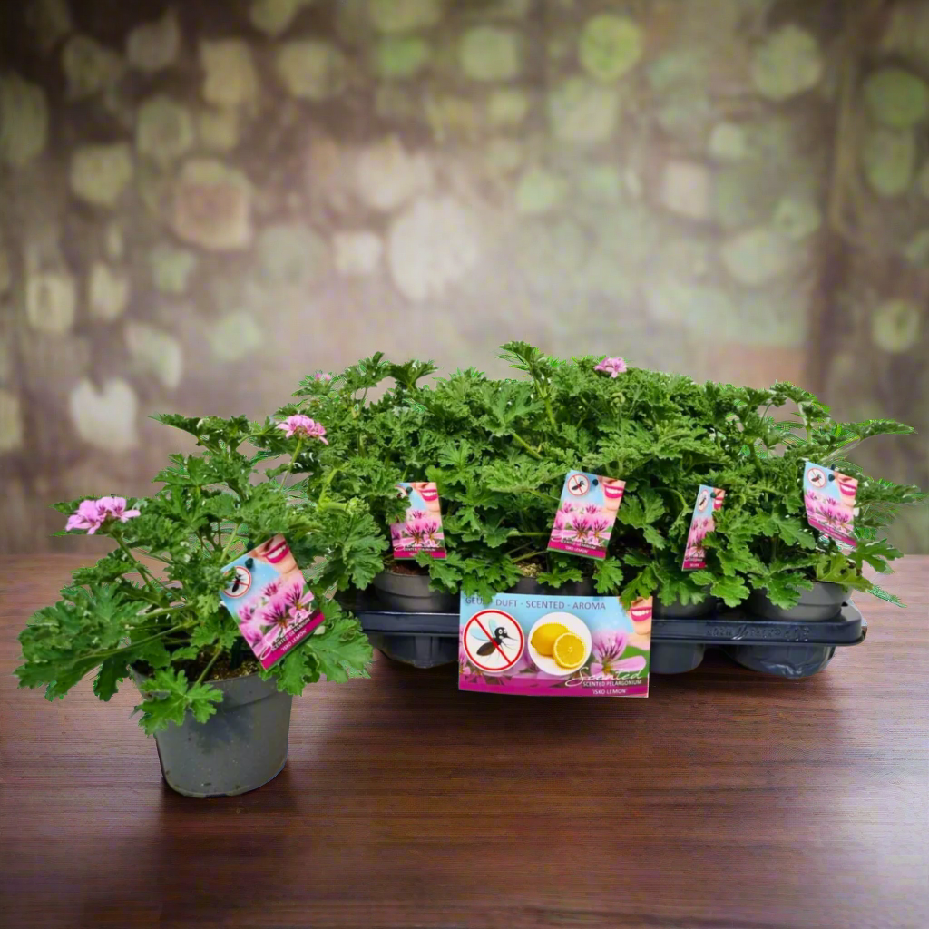 Plants in black pots with pink flowers and labels on a white surface, with a ruler in the background.
