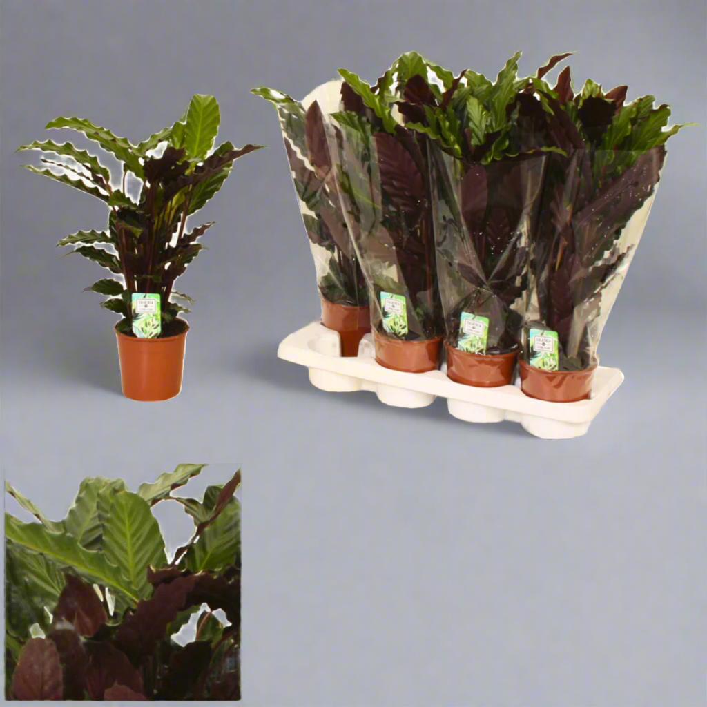 Calathea undulata 'Wavestar' (Wavestar Calathea)