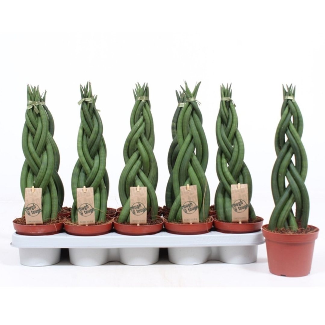 Sansevieria cylindrica (African Spear Plant / Cylindrical Snake Plant)
