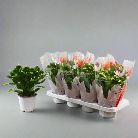 Schlumbergera (Christmas Cactus)