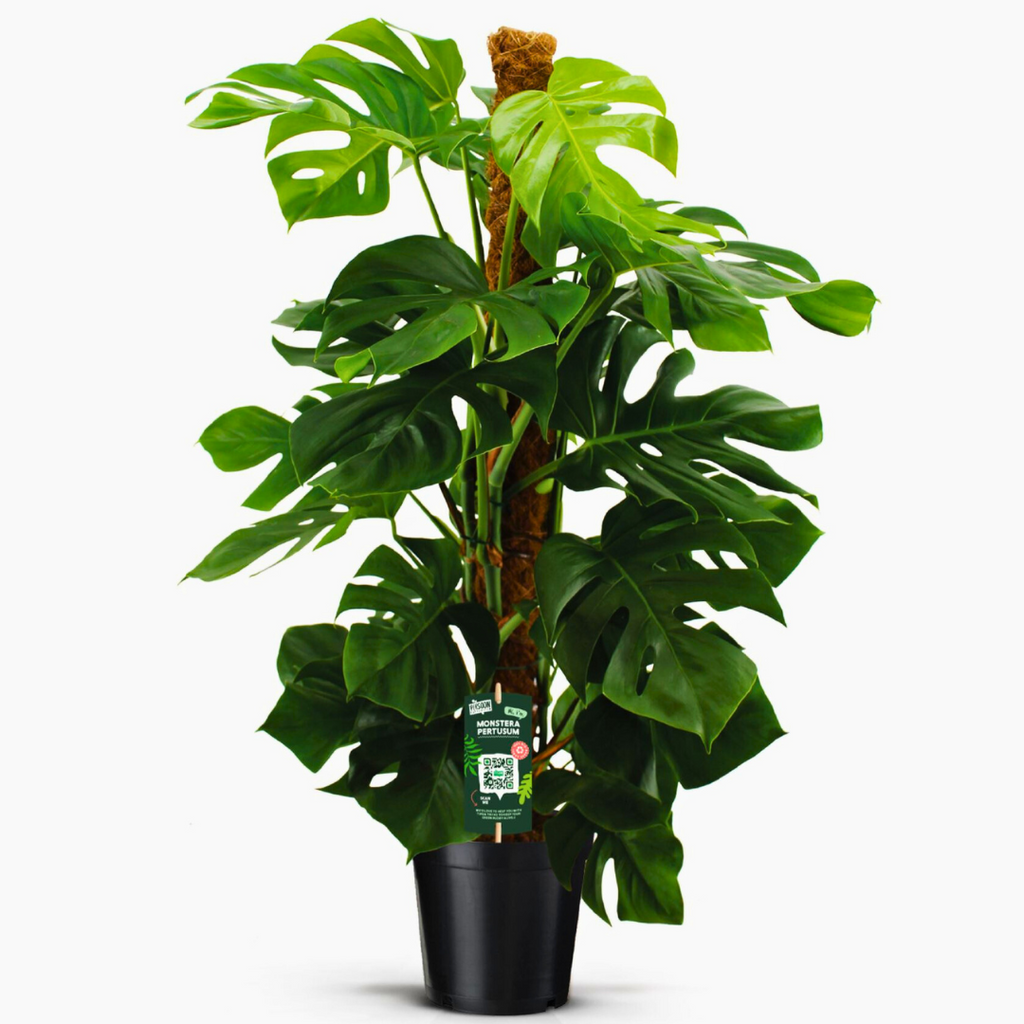 Monstera deliciosa 'Pertusum' (Swiss Cheese Plant)