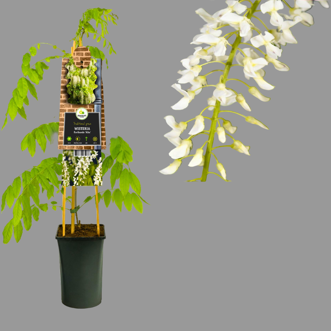 Potted plant with white flowers on a gray background