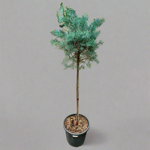 Pinus nigra 'Brepo' (Dwarf Austrian Pine) CLT 55