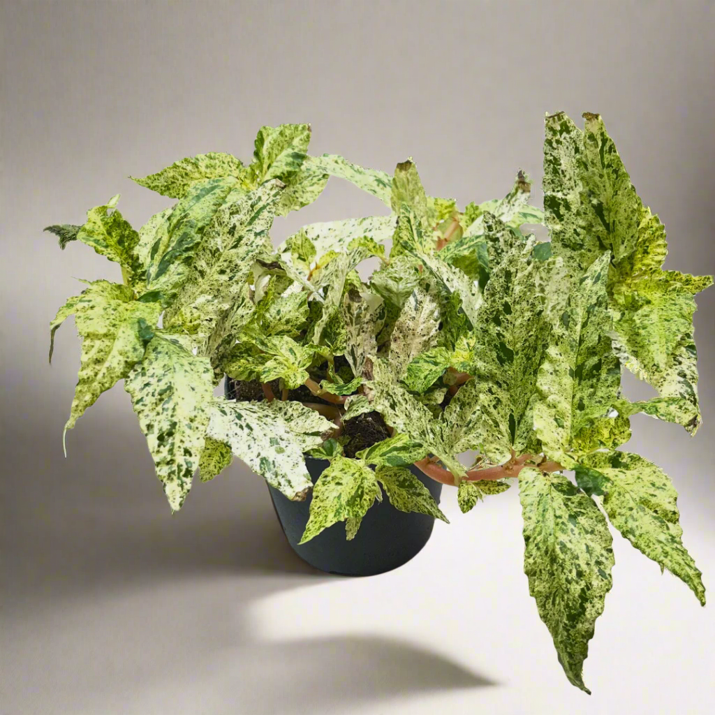 Potted plant with variegated green leaves on a neutral background