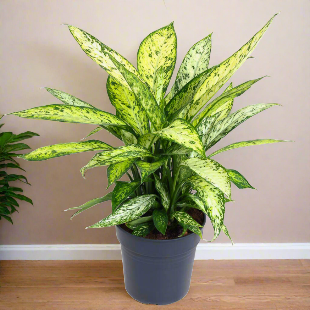 dieffenbachia maculata vesuvius Dieffenbachia Vesuvius (19Ø 55cm) – Naz Plant & Flowers