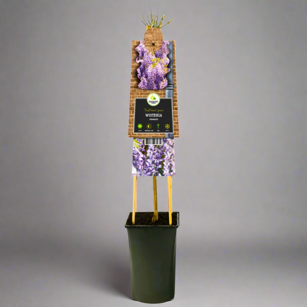 Wisteria sinensis (Chinese Wisteria)