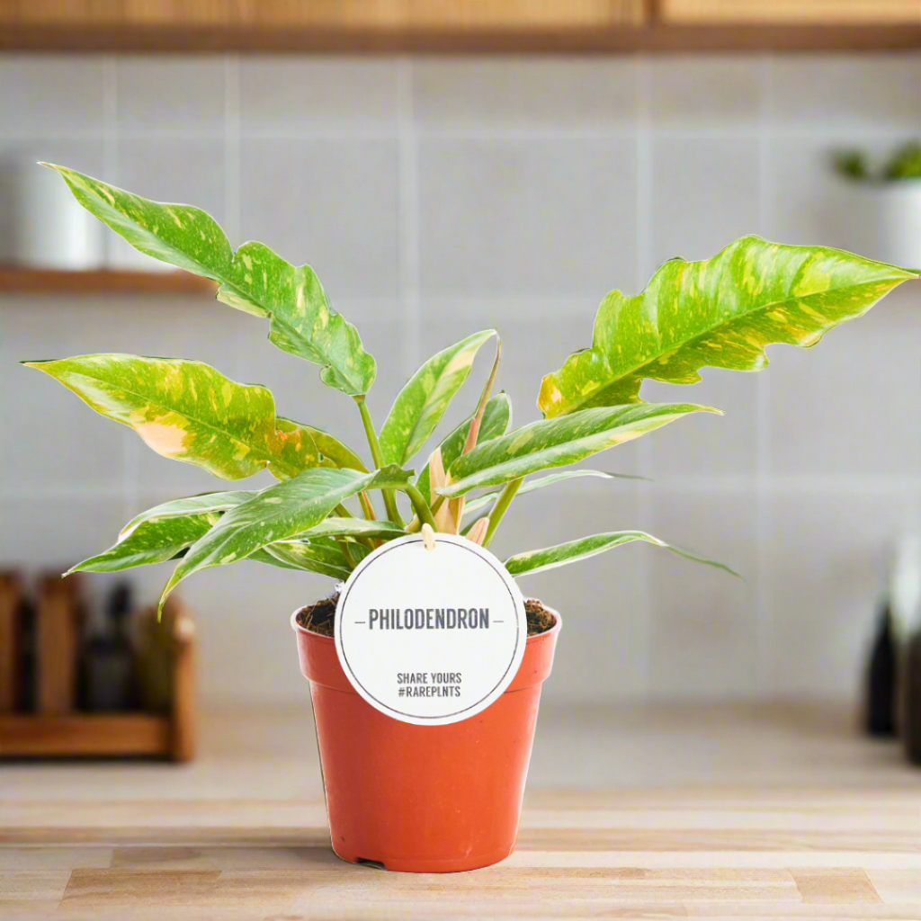 Philodendron Ring of Fire