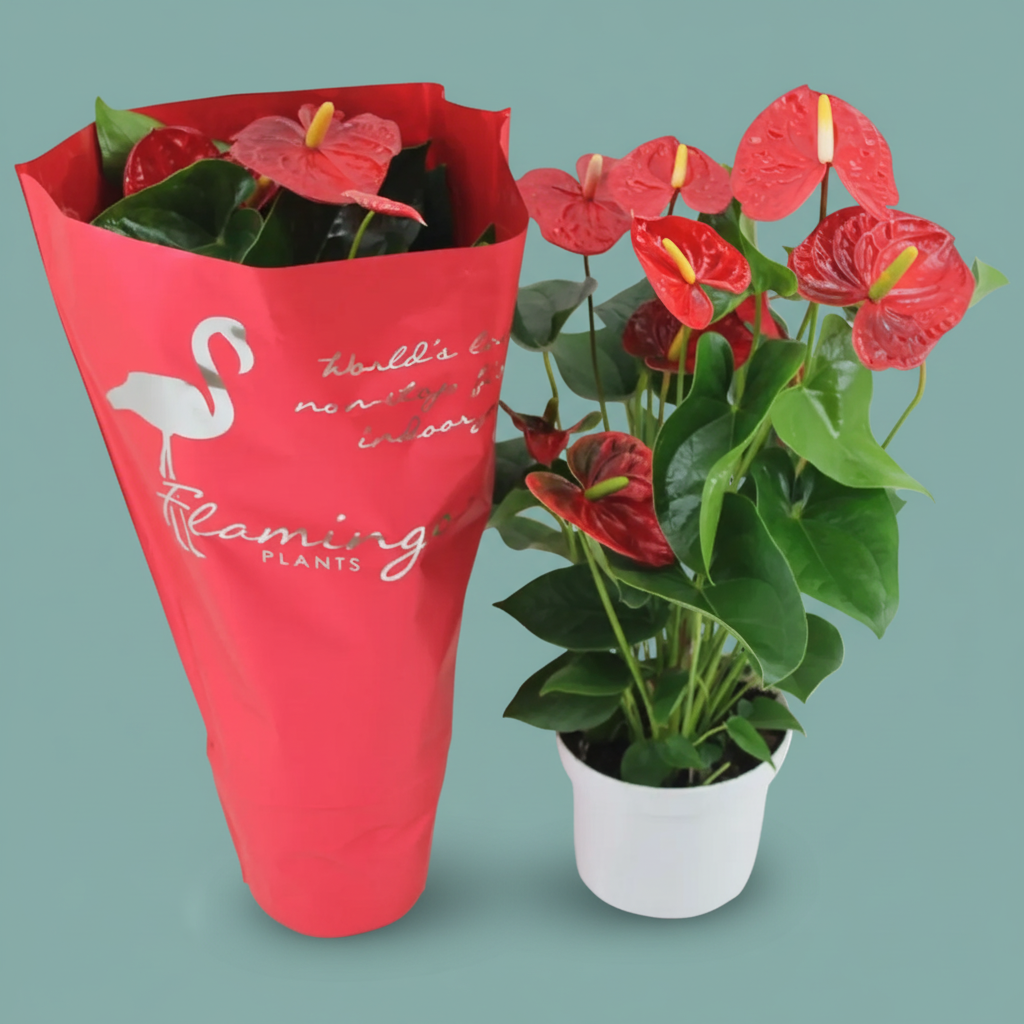 Potted plant with red flowers wrapped in a red paper sleeve featuring a flamingo design and text.