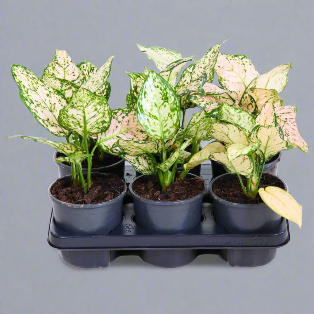 Potted plants in a black tray with a brand logo in the corner.