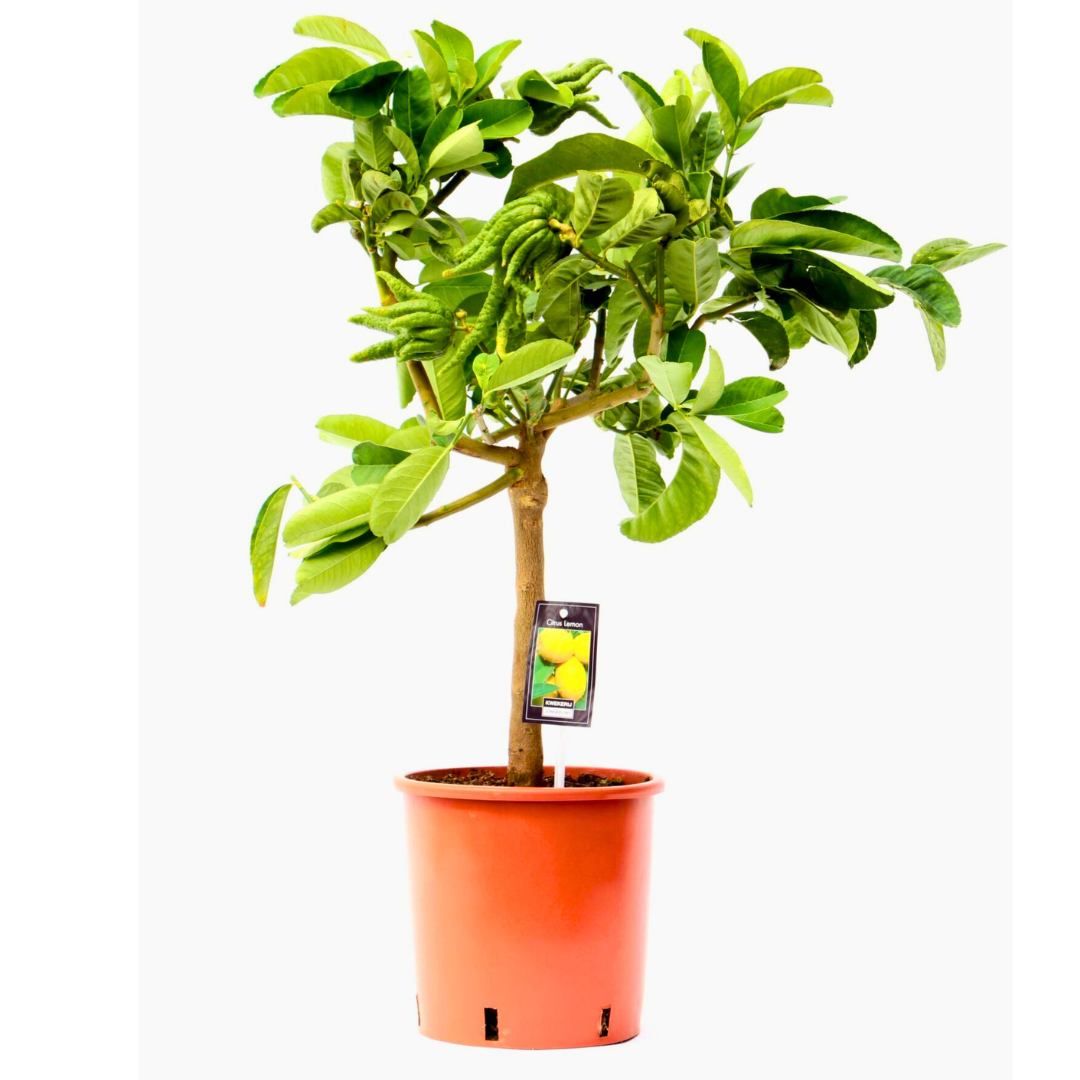 Potted plant with a white background