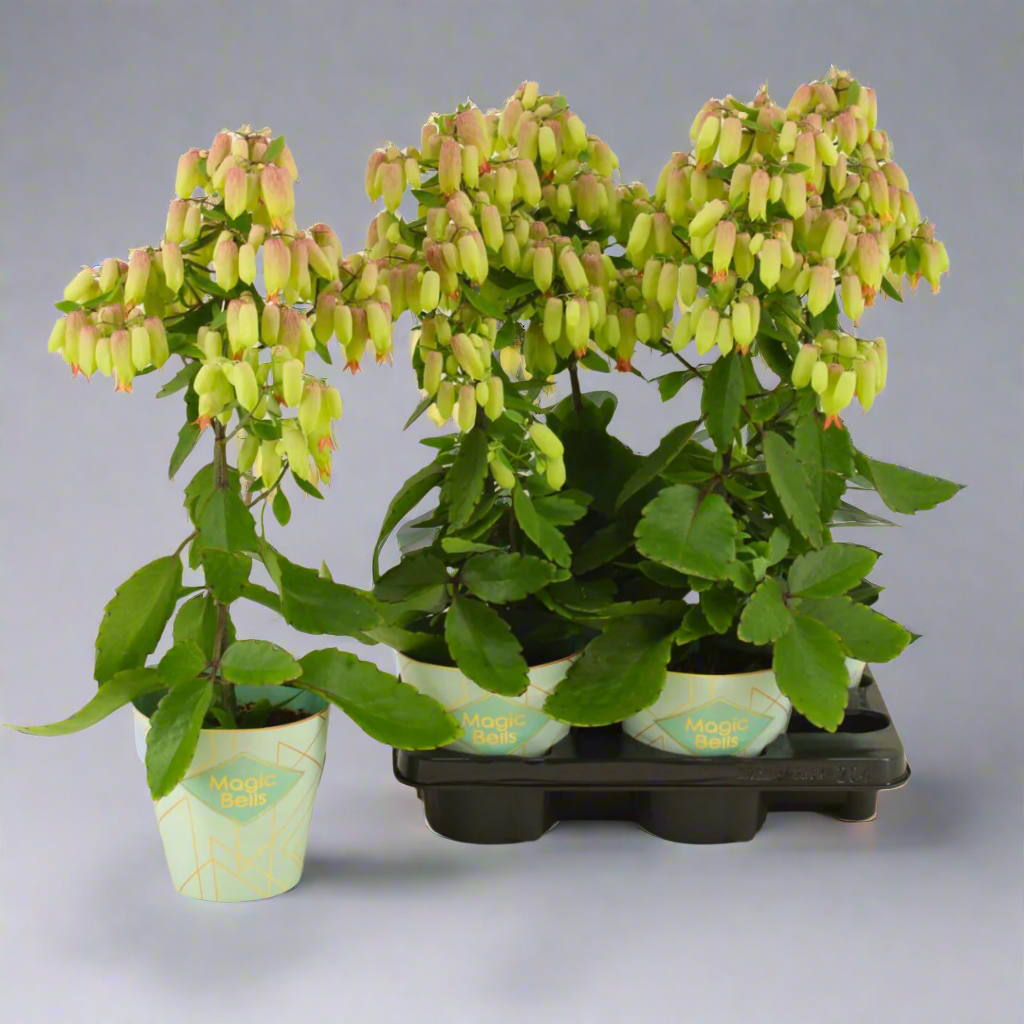 Potted plants with green leaves and small pink flowers on a beige background