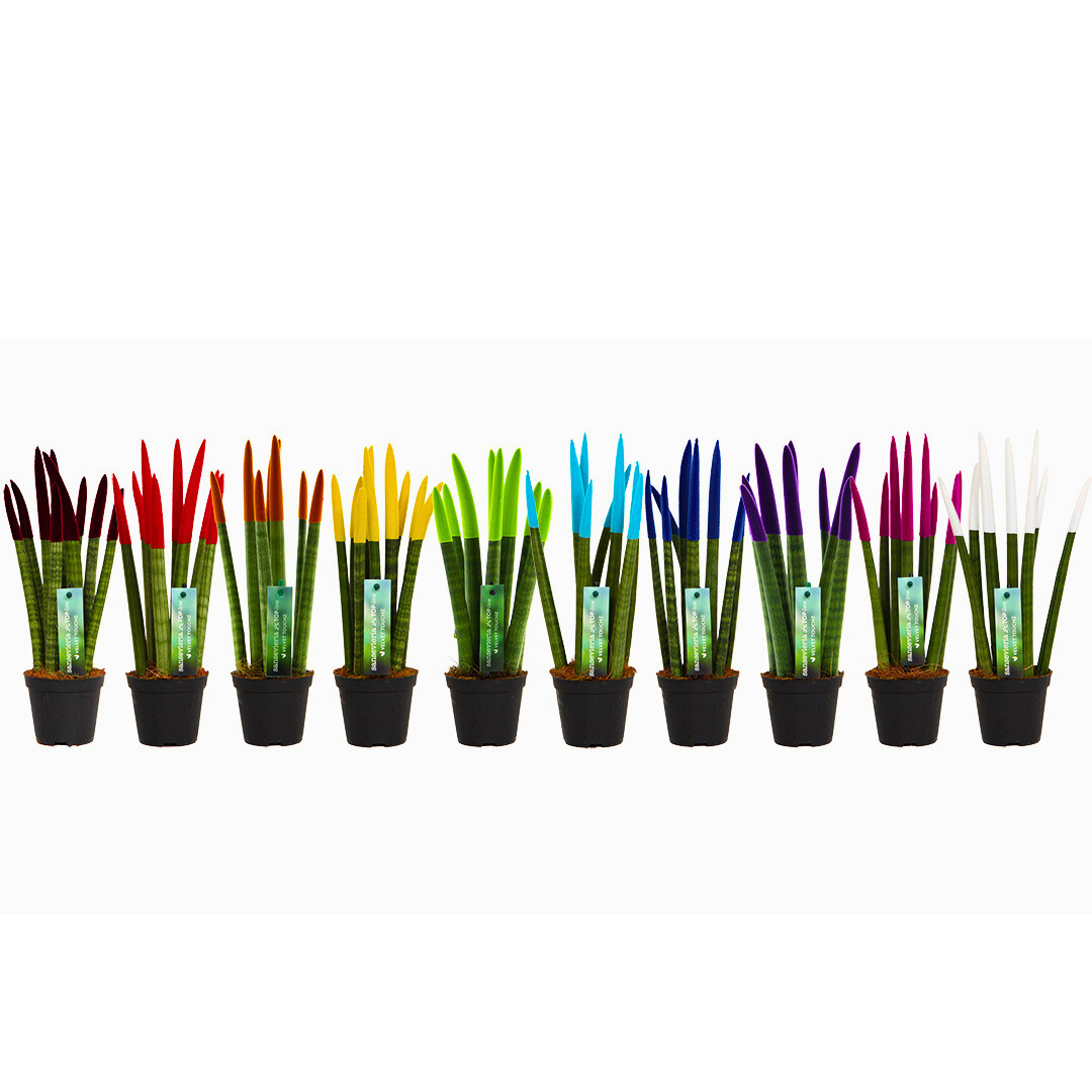 sansevieria top line velvet touchz Sansevieria Velvet TouchZ – Naz Plant & Flowers