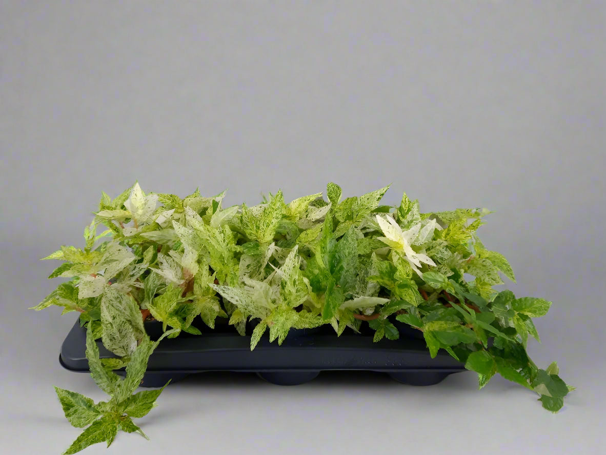 Pellionia repens (Wavy Watermelon Begonia / Trailing Watermelon Vine)