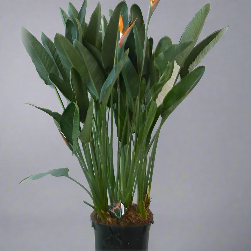 Potted plant with green leaves against a white background, featuring the MVO logo.
