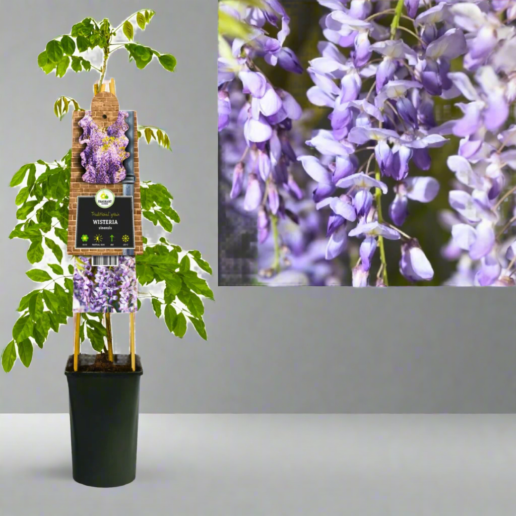 Potted wisteria plant with packaging and close-up of purple flowers.