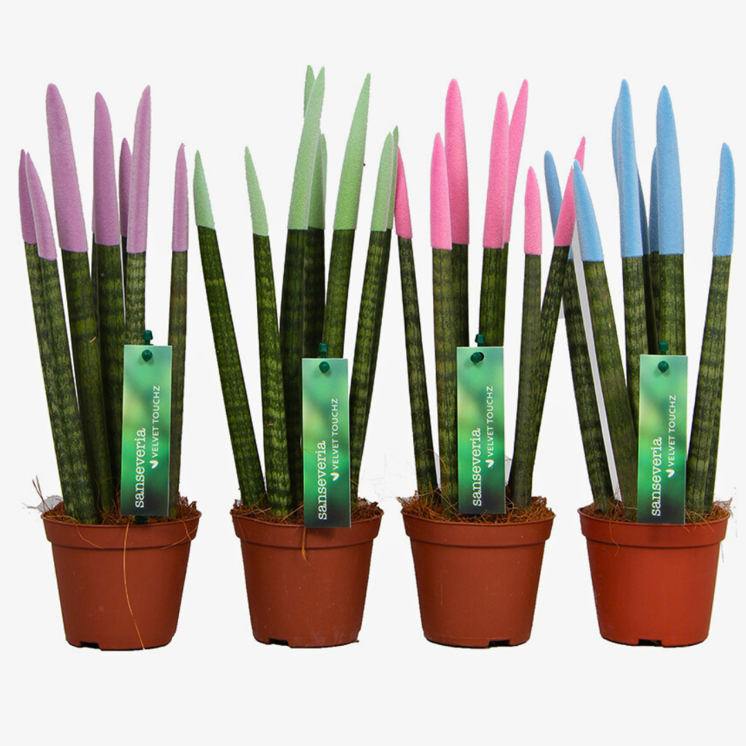 velvet sansevieria Sansevieria Velvet TouchZ – Naz Plant & Flowers