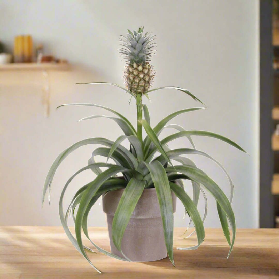 pineapple plant uk Pineapple Plant (Ananas comosus) (12Ø 37cm) – Naz Plant & Flowers