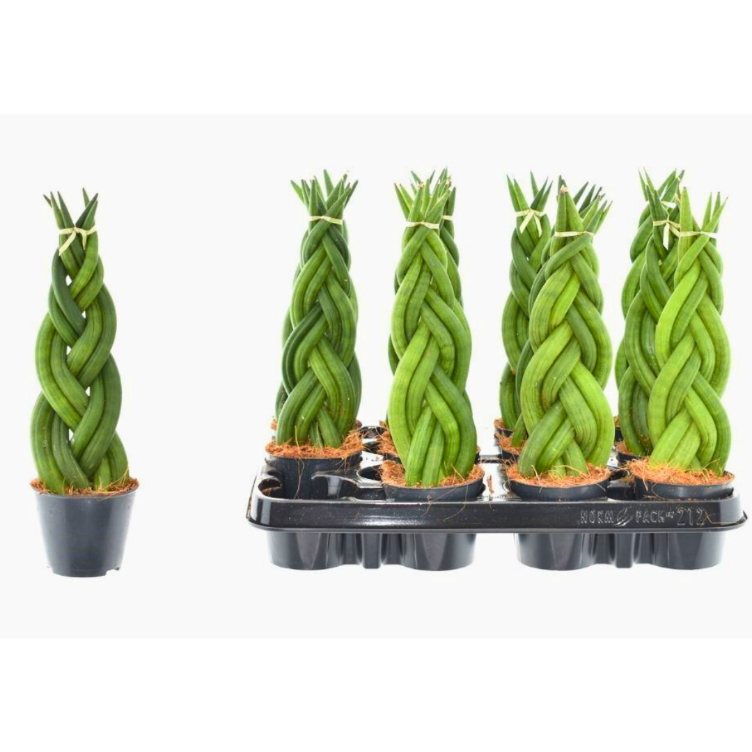Five braided green plants in black pots on a white background