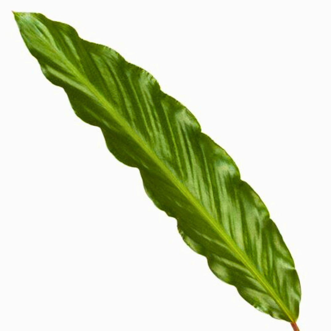 Single green leaf on a white background