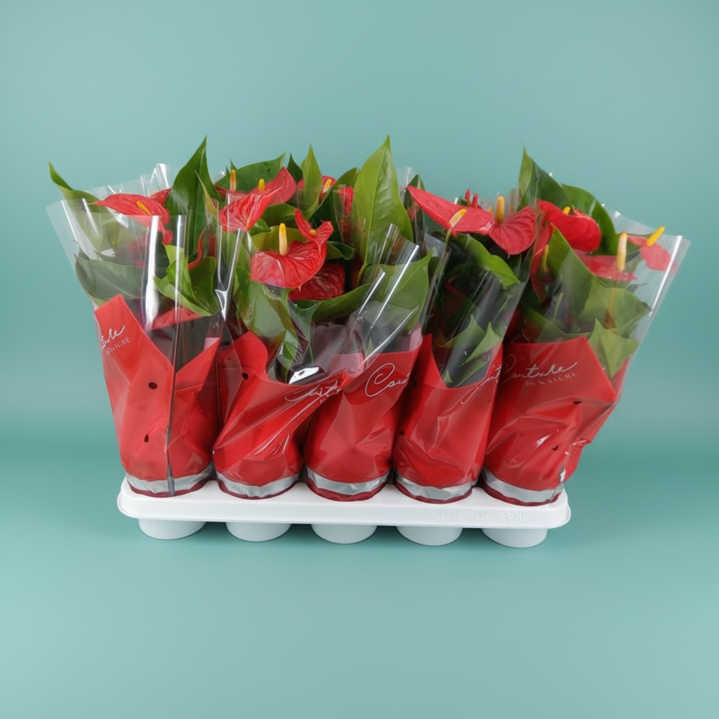 Bouquet of red flowers in clear plastic packaging on a white background