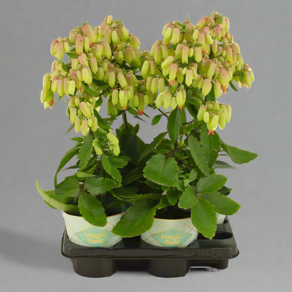 Potted plant with green leaves and small yellow flowers on a white background