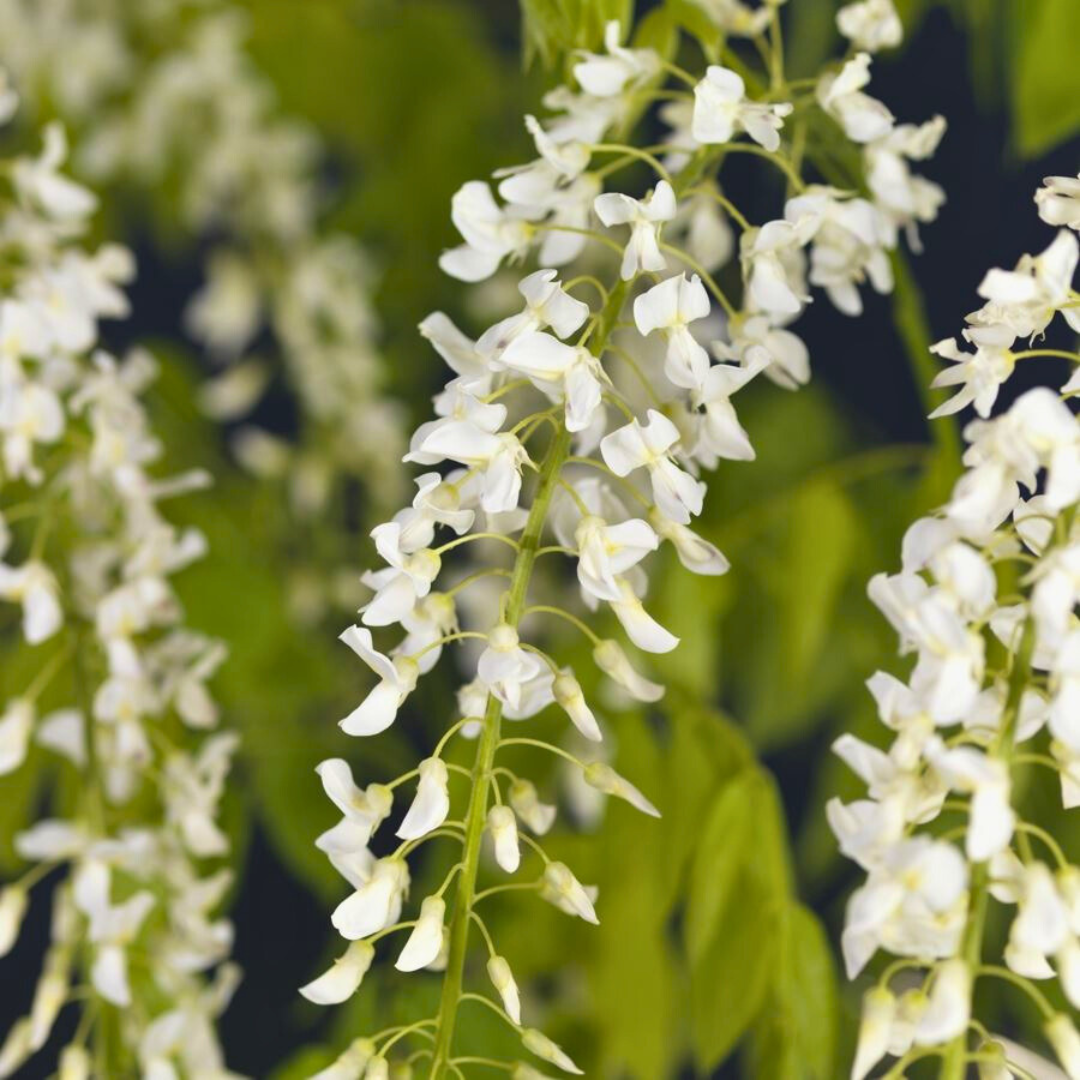 Close-up of white flowers with green leaves in the background