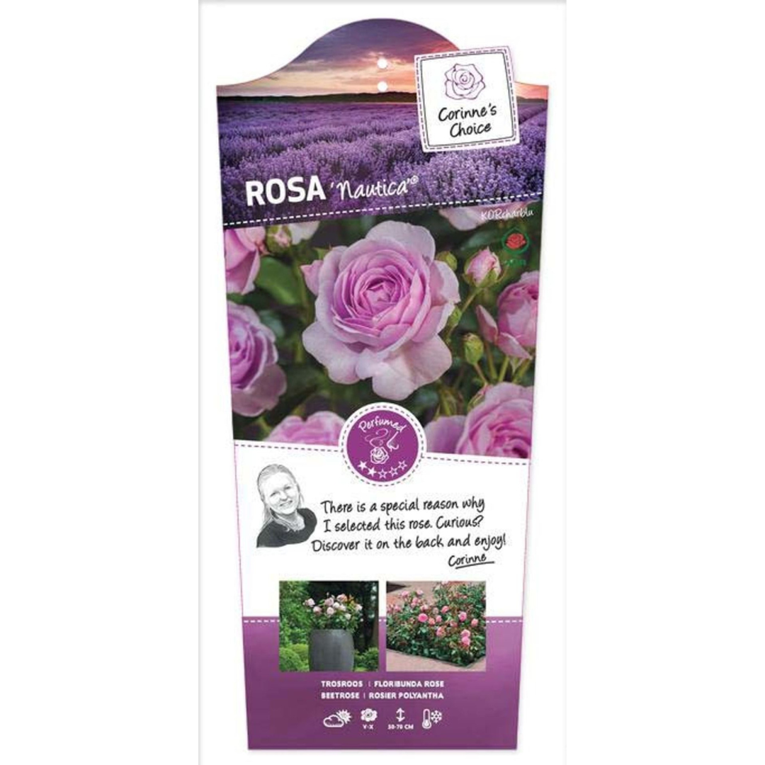 Rose Floribunda 'Bright Meilove'