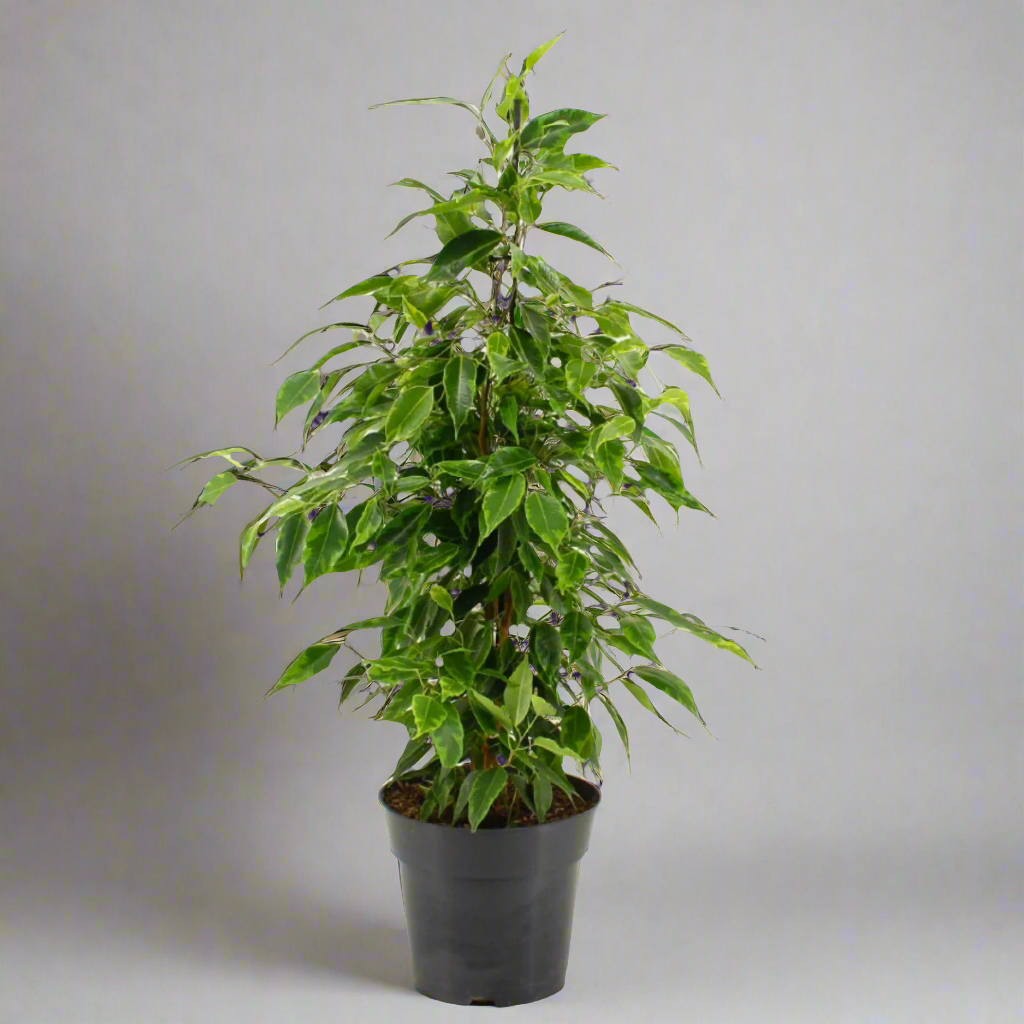 Ficus benjamina Anastasia