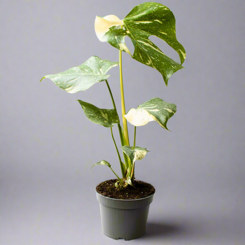Monstera Thai Constellation Cheese Plant
